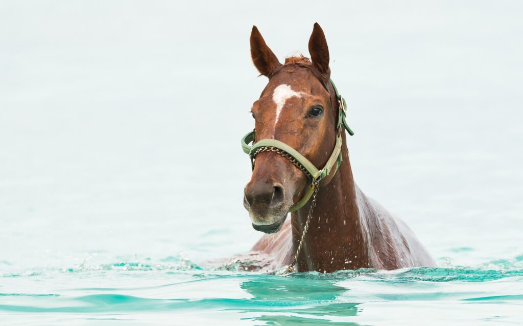 A horse is swimming in the water.